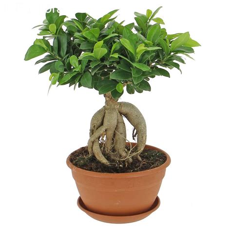 ficus ginseng 中文